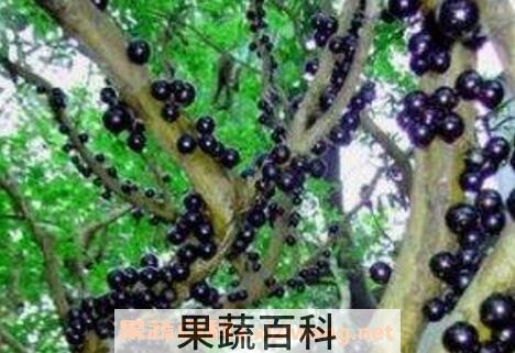 树葡萄和嘉宝果的区别 树葡萄的营养价值