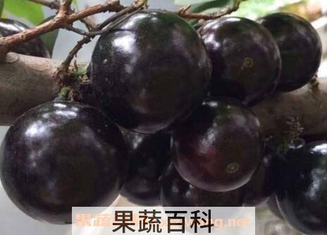 嘉宝果（珍宝果）的功效与作用