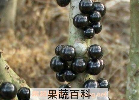 嘉宝果（珍宝果）的功效与作用