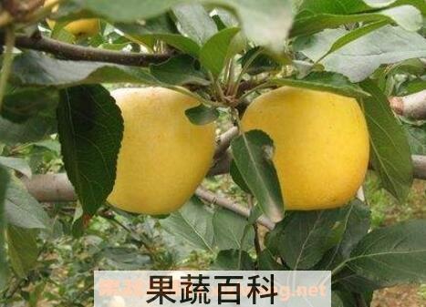 黄苹果的功效与作用