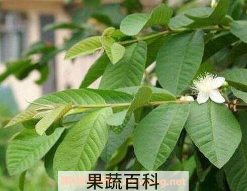 番石榴叶泡水喝的功效与作用