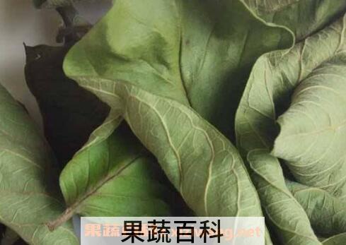 番石榴叶泡水喝的功效与作用
