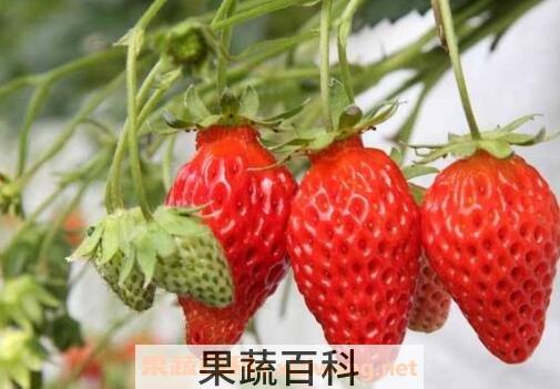 怎么分辨催熟草莓