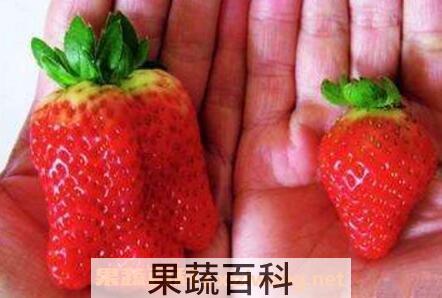怎么分辨催熟草莓