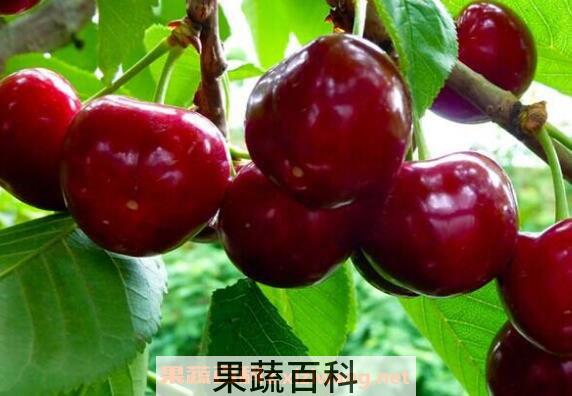 含铁的食物有哪些 吃什么食物能补铁