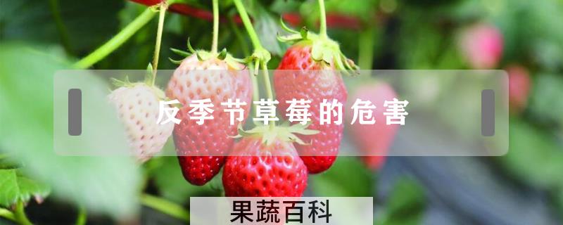 反季节草莓的危害