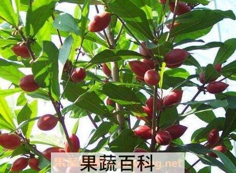 神秘果的功效与作用及食用方法