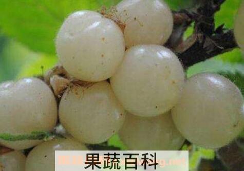 白玉樱桃的营养价值与功效