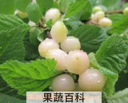 白玉樱桃的营养价值与功效