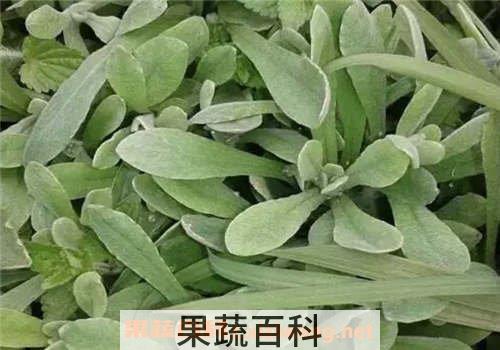 清明菜的功效与作用