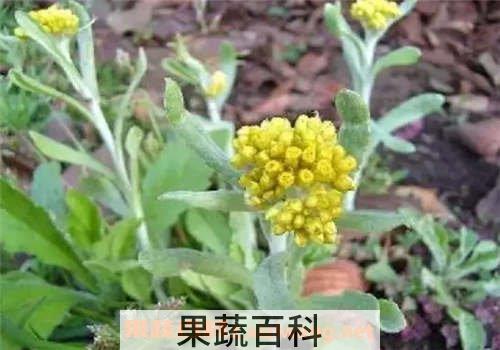 清明菜的功效与作用