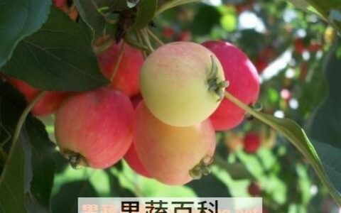 野苹果的功效与作用图片 野苹果的功效与作用禁忌