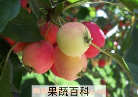 野苹果的功效与作用