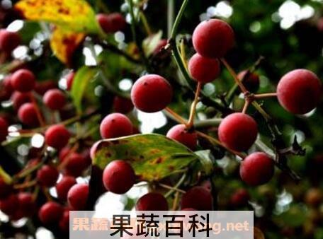 野苹果的功效与作用