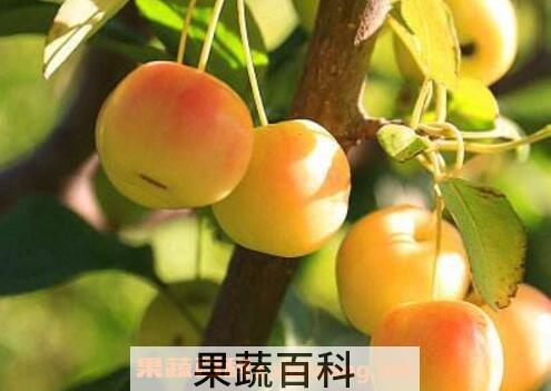 海棠果的药用价值