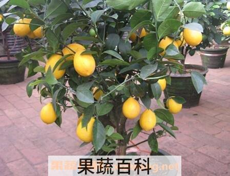 柠檬树怎么养 柠檬树的养殖方法和注意事项
