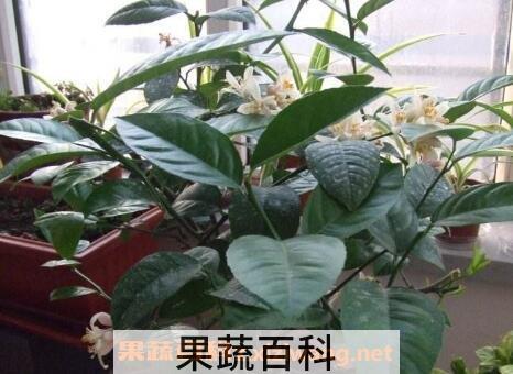 柠檬树怎么养 柠檬树的养殖方法和注意事项