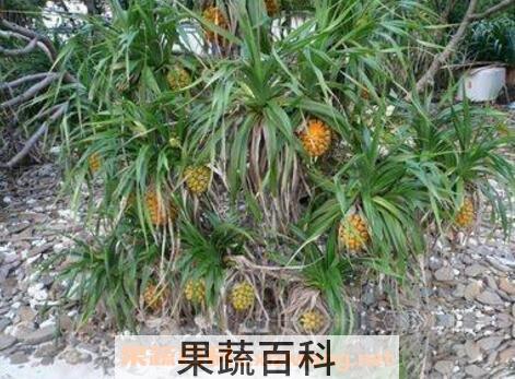 假菠萝根的功效与作用 假菠萝根的药用价值