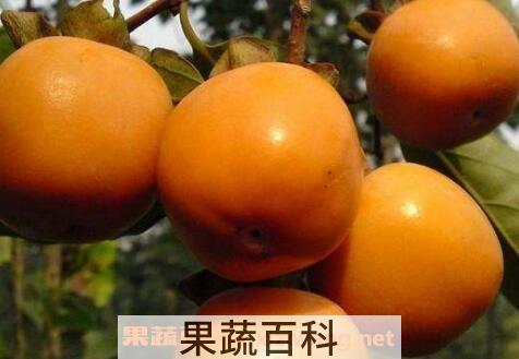 柿子怎么催熟又甜又软