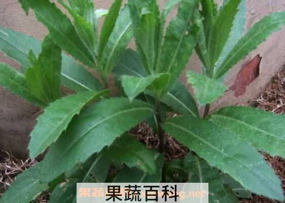 刺儿菜的功效与作用及食用方法