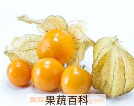 灯笼果的药用价值