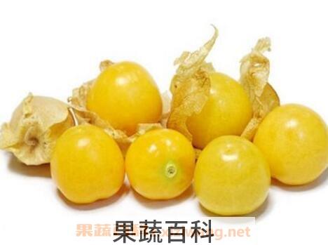灯笼果的药用价值