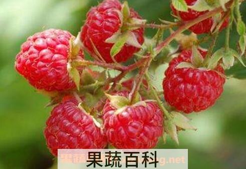 红树莓如何清洗 红树莓如何吃