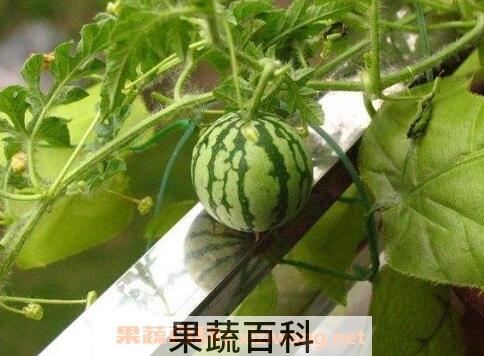 西瓜藤的功效与作用及药用价值