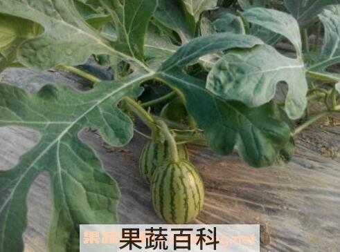 西瓜藤的功效与作用及药用价值