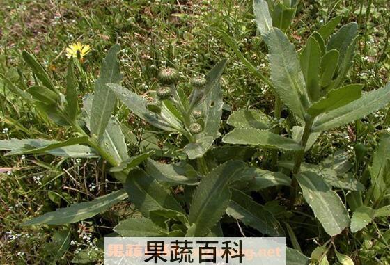 刺菜煮水喝有什么作用