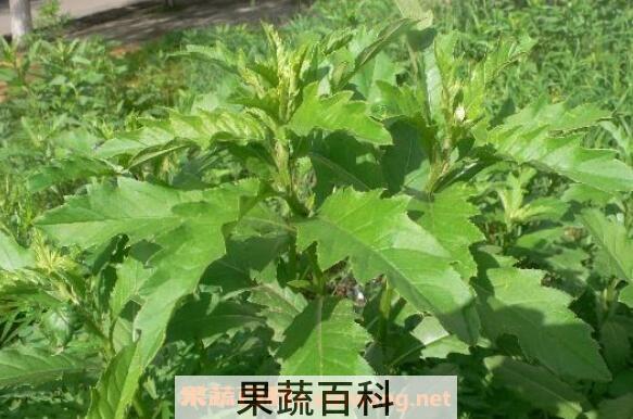 刺菜煮水喝有什么作用