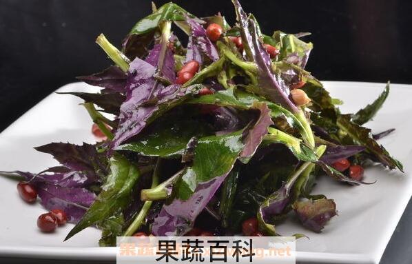紫背天葵怎么吃 紫背天葵的做法技巧