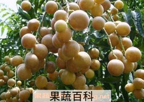 黄皮果的药用价值