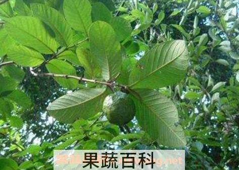 番石榴叶的功效与作用