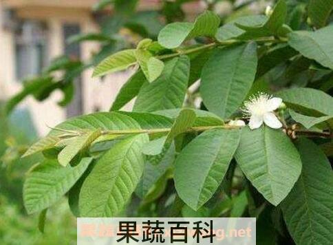 番石榴叶的功效与作用