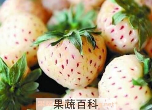 菠萝莓和白草莓的区别 菠萝莓的功效