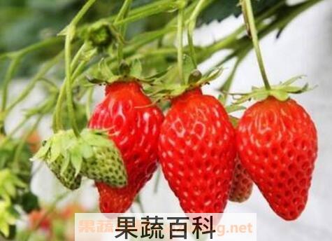 草莓如何保鲜 草莓怎么存放不容易坏