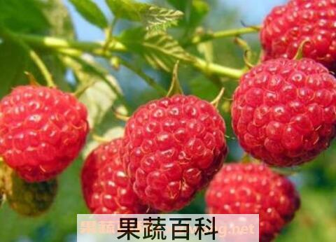 树莓怎么洗干净 树莓有哪些功效