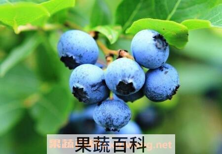 蓝莓怎么洗 蓝莓的正确清洗方法