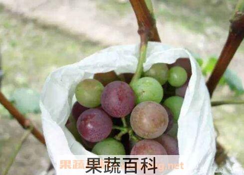  催熟的葡萄是什么样子的 催熟葡萄的危害