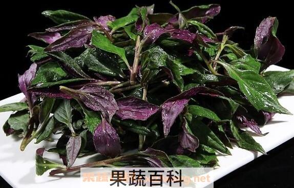 观音菜怎么做好吃 观音菜的做法技巧
