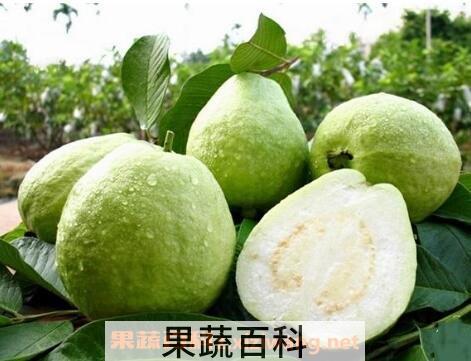 番石榴的营养价值及功效