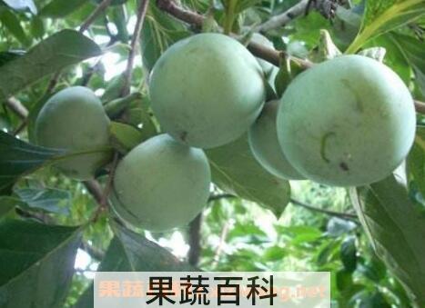 青柿子怎么快速催熟