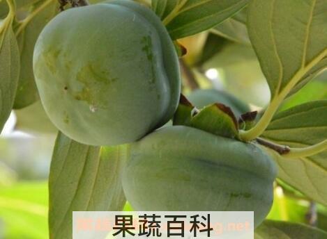 青柿子怎么快速催熟