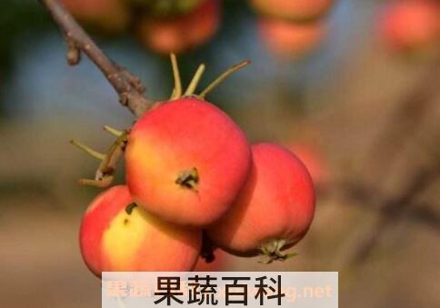 香槟果的药用价值