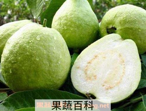 番石榴有什么营养价值