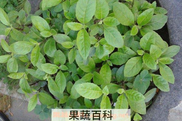 白血皮菜的作用和功效