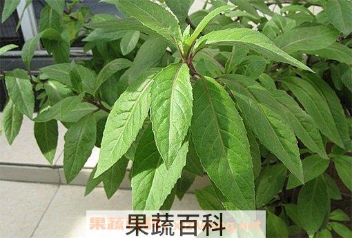 白血皮菜的作用和功效