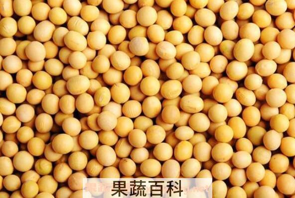 黄大豆的功效与作用