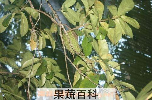 番石榴叶子煮水的功效与作用